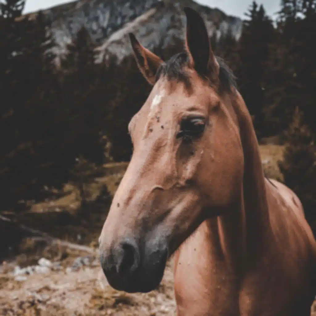 Horses at pasture - Requested by Ann (Get your own sleep sound, link below)