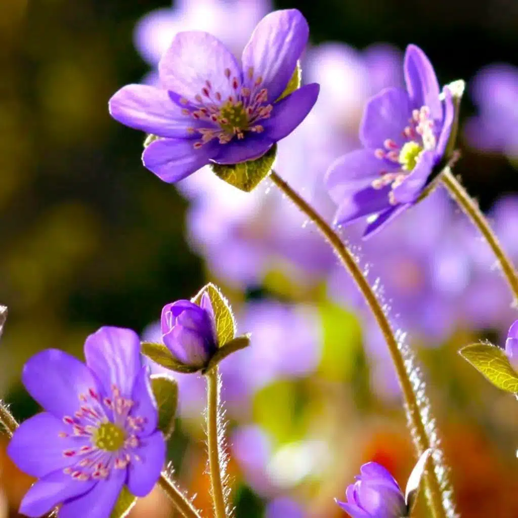 🌹 الطيبون 🌹 كلمات في غاية روووعه 👈👂👍🔼