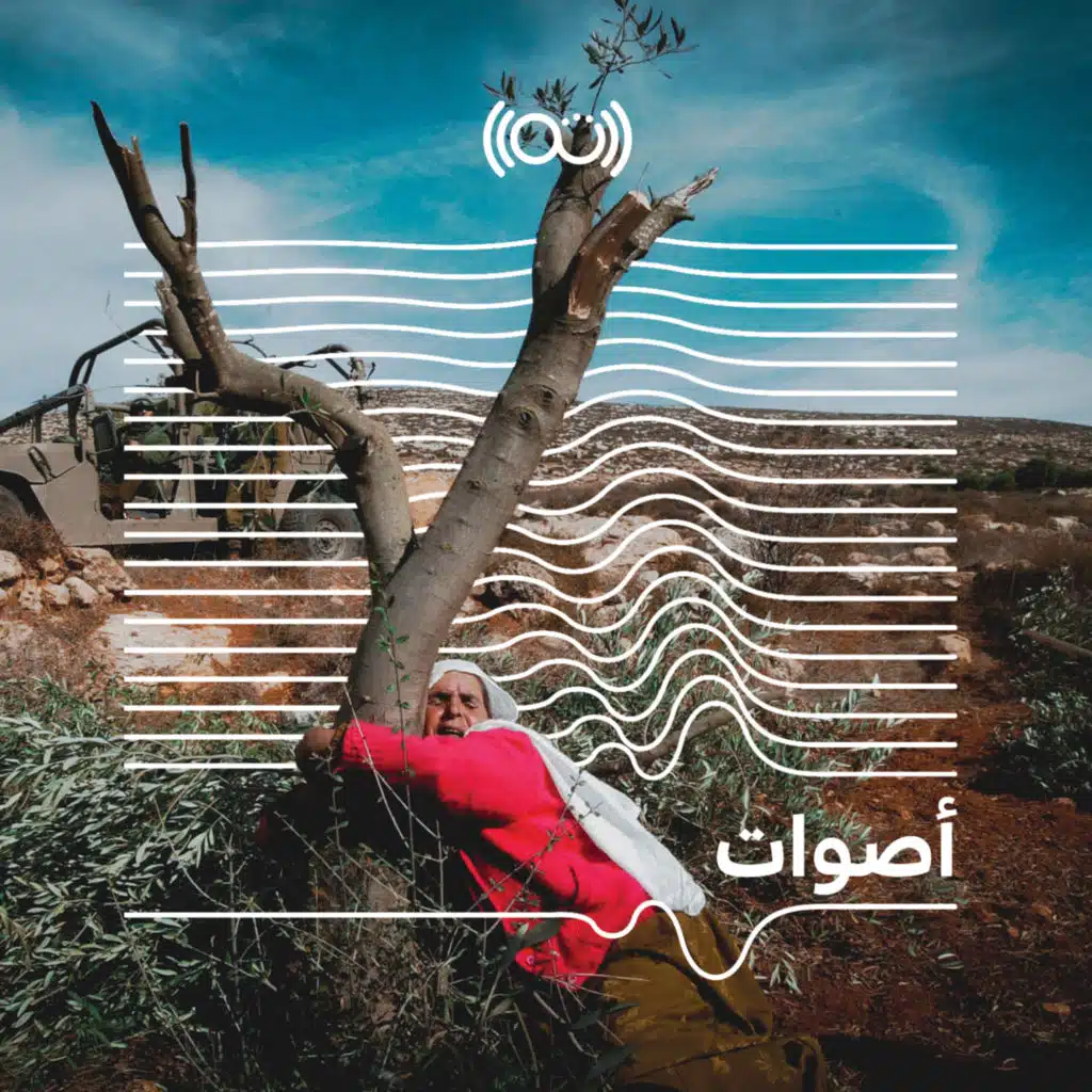 موسم الزيتون