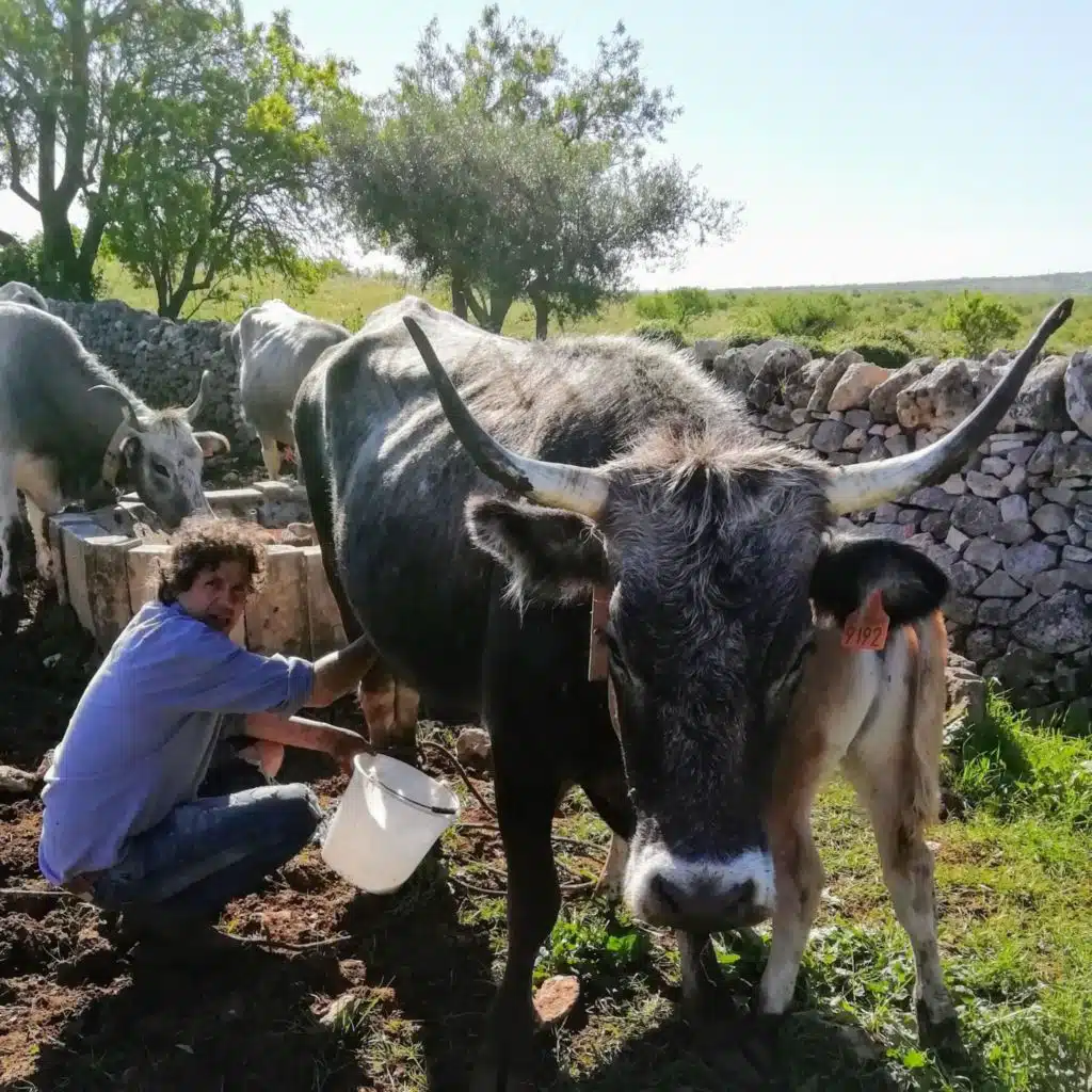 46 – Le mucche di Federico