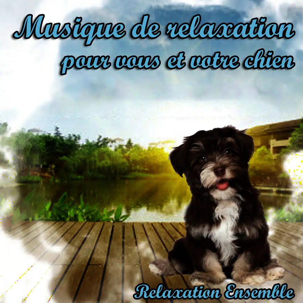 Reiki pour votre chien