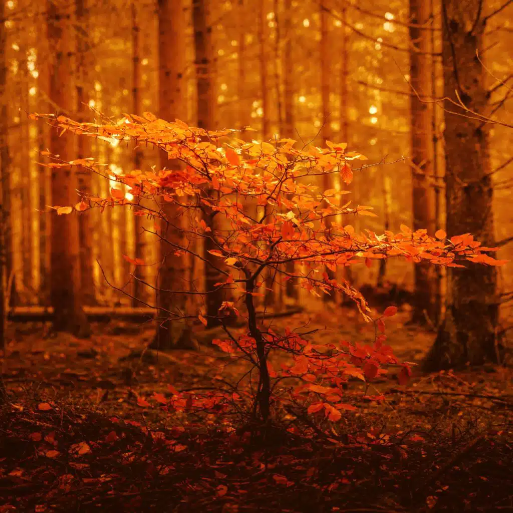 Life in Darkness