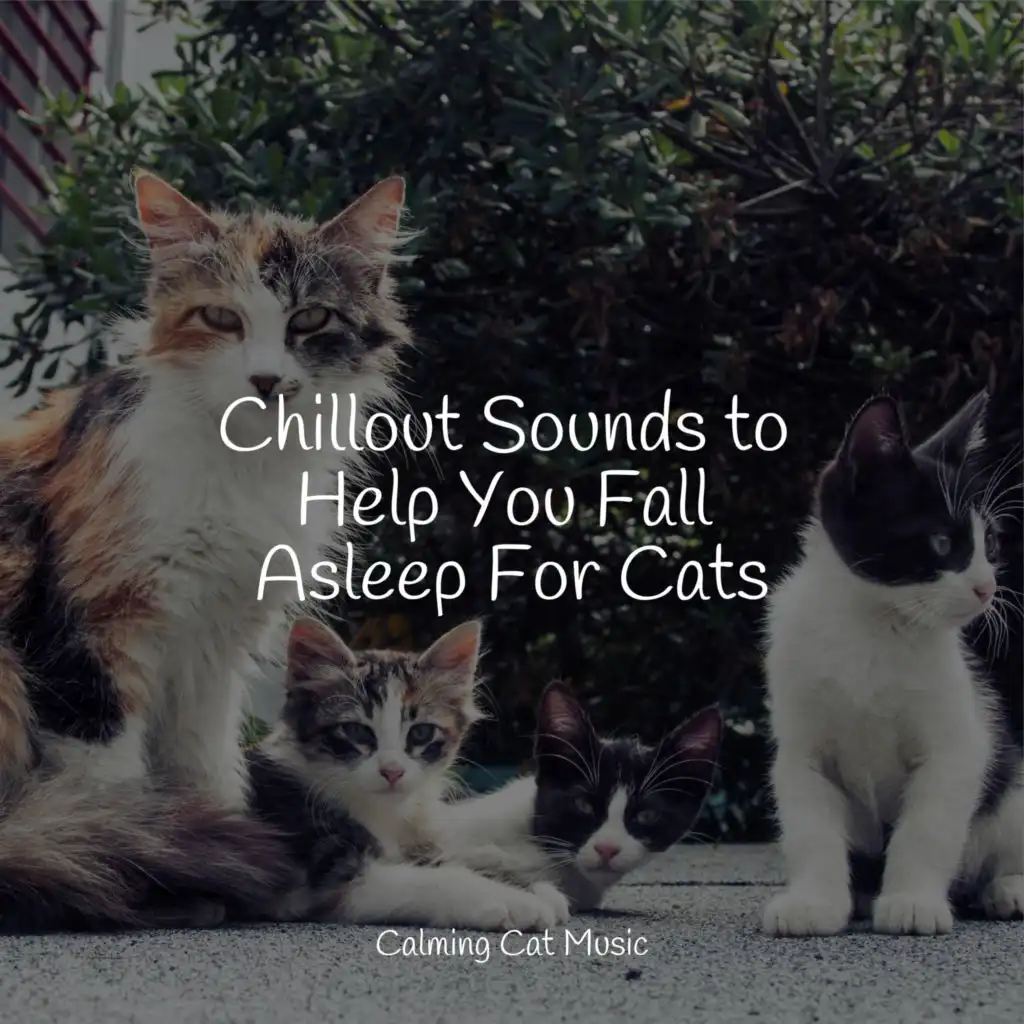 Chillout Sounds to Help You Fall Asleep For Cats