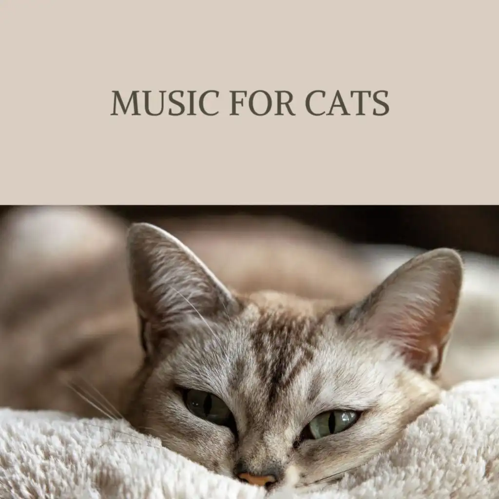 Cat Music