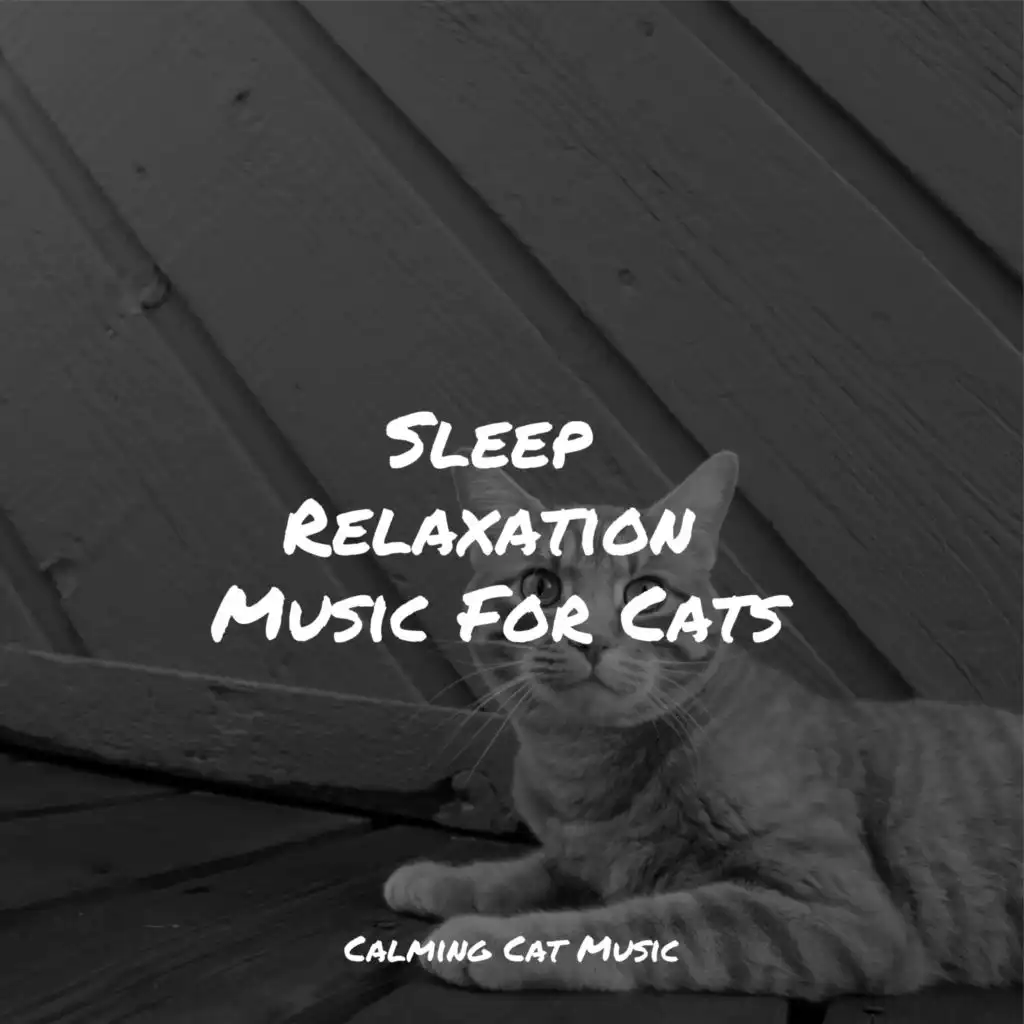 Cat Music Experience, Pet Care Music Therapy & Music For Cats