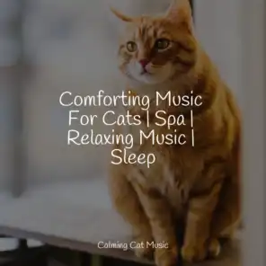 Jazz Music Therapy For Cats, Music for Cats Project & Pet Care Club