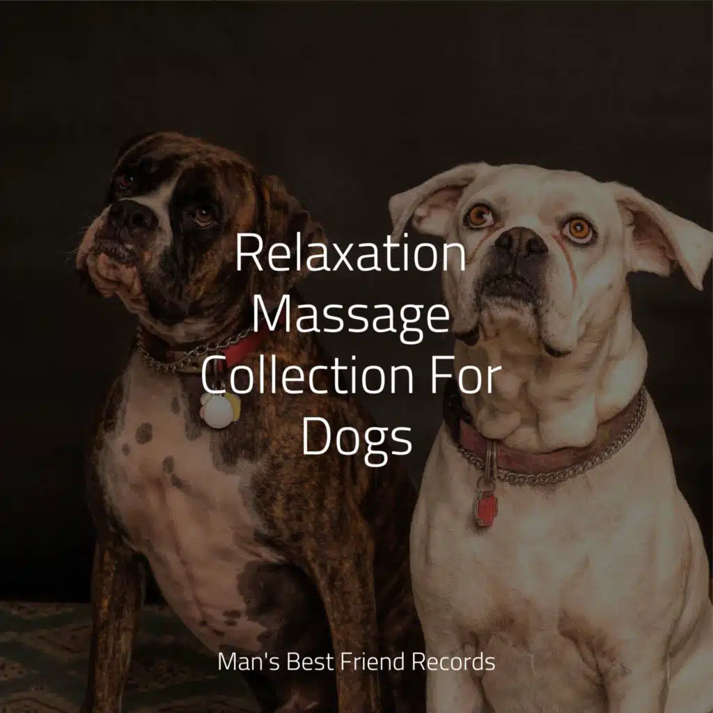 Dog Music, Sleeping Music For Dogs & Pet Care Club