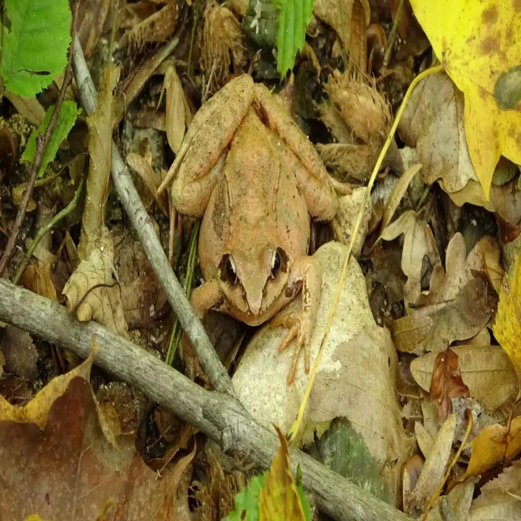 Walking Through the Forest (Nature)