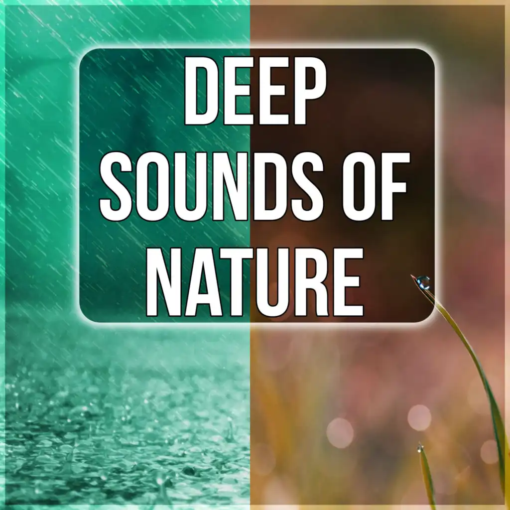 Nature Sounds for Relaxing