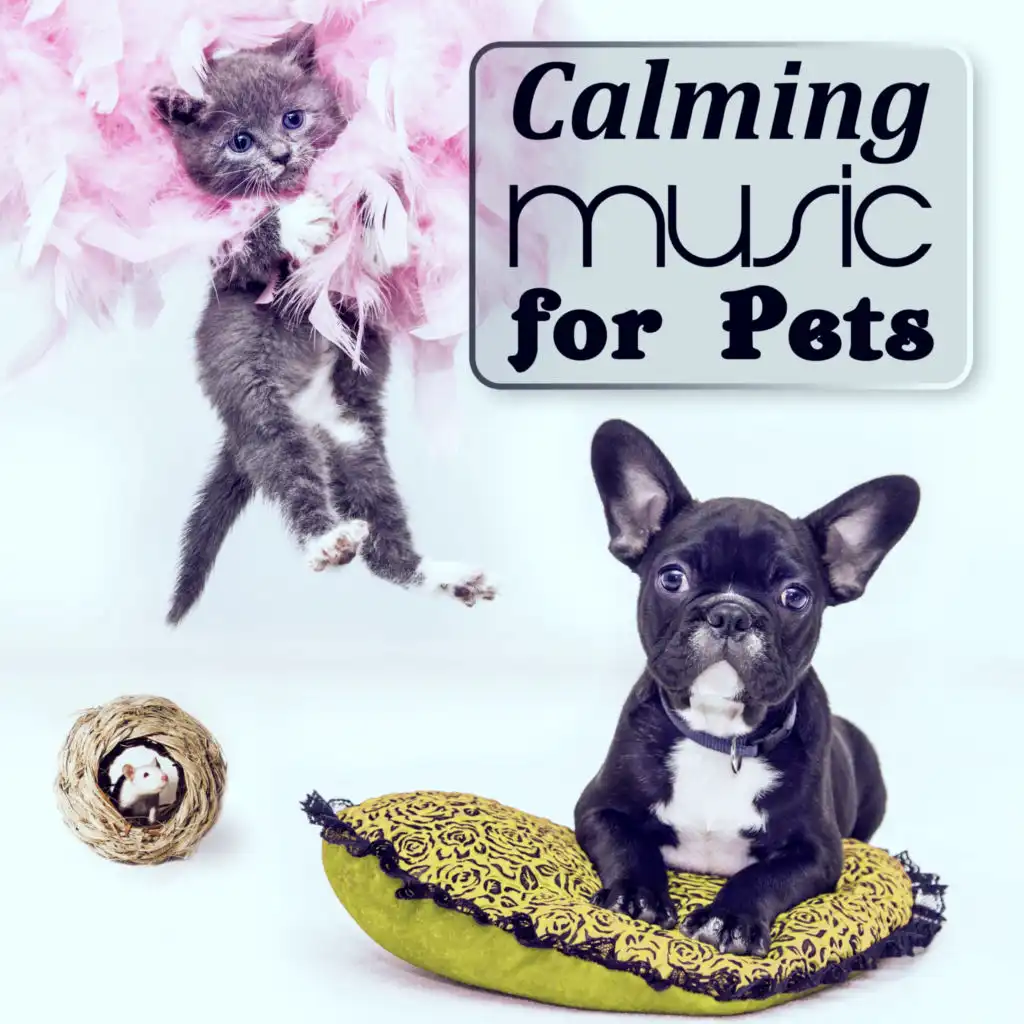 Calming Music for Pets