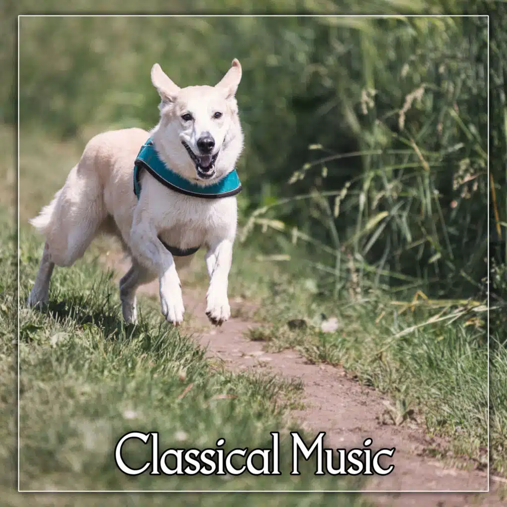 Classical Music – Ambient Classical, Ultimate Collection, Pure Relaxation, Piano
