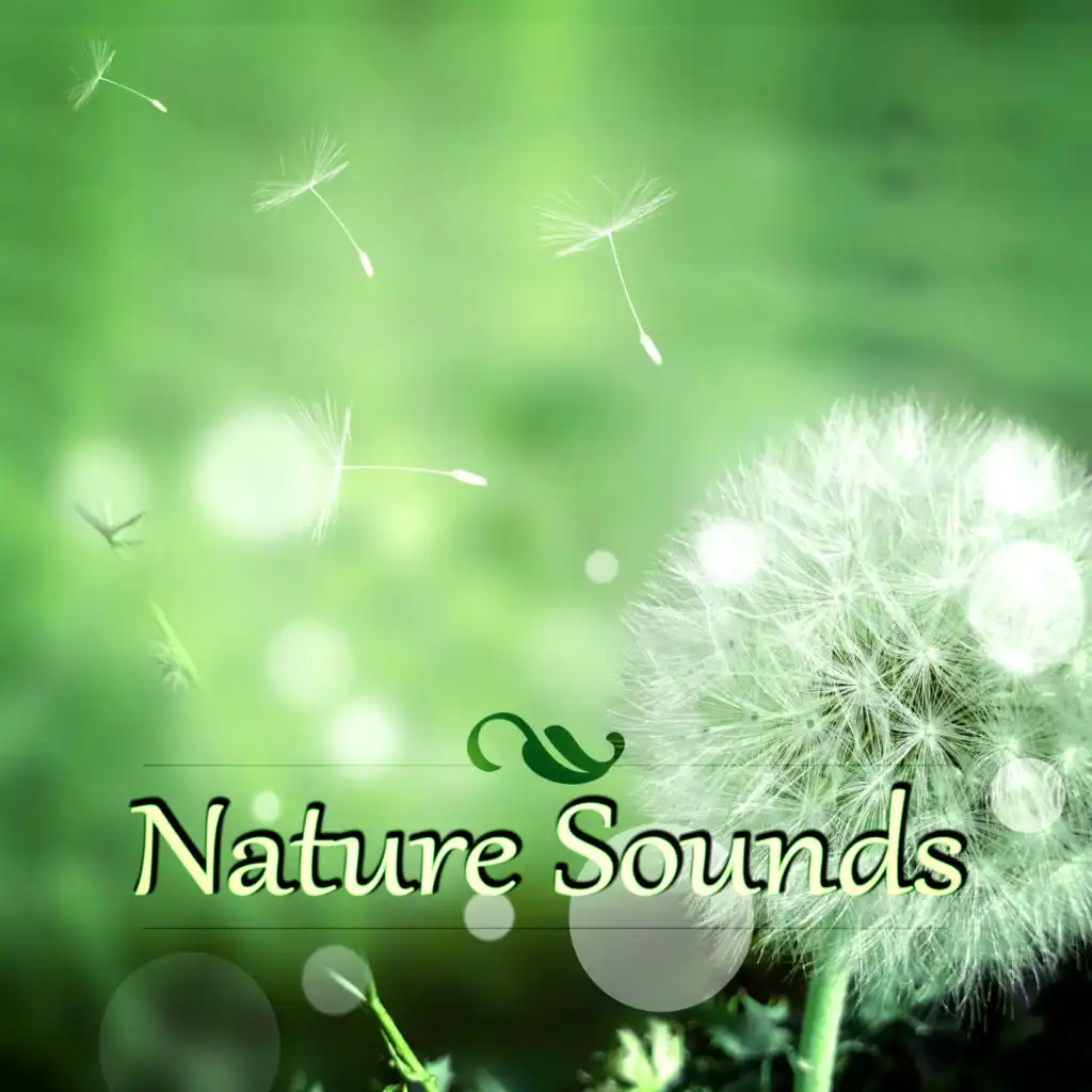 Nature Sounds