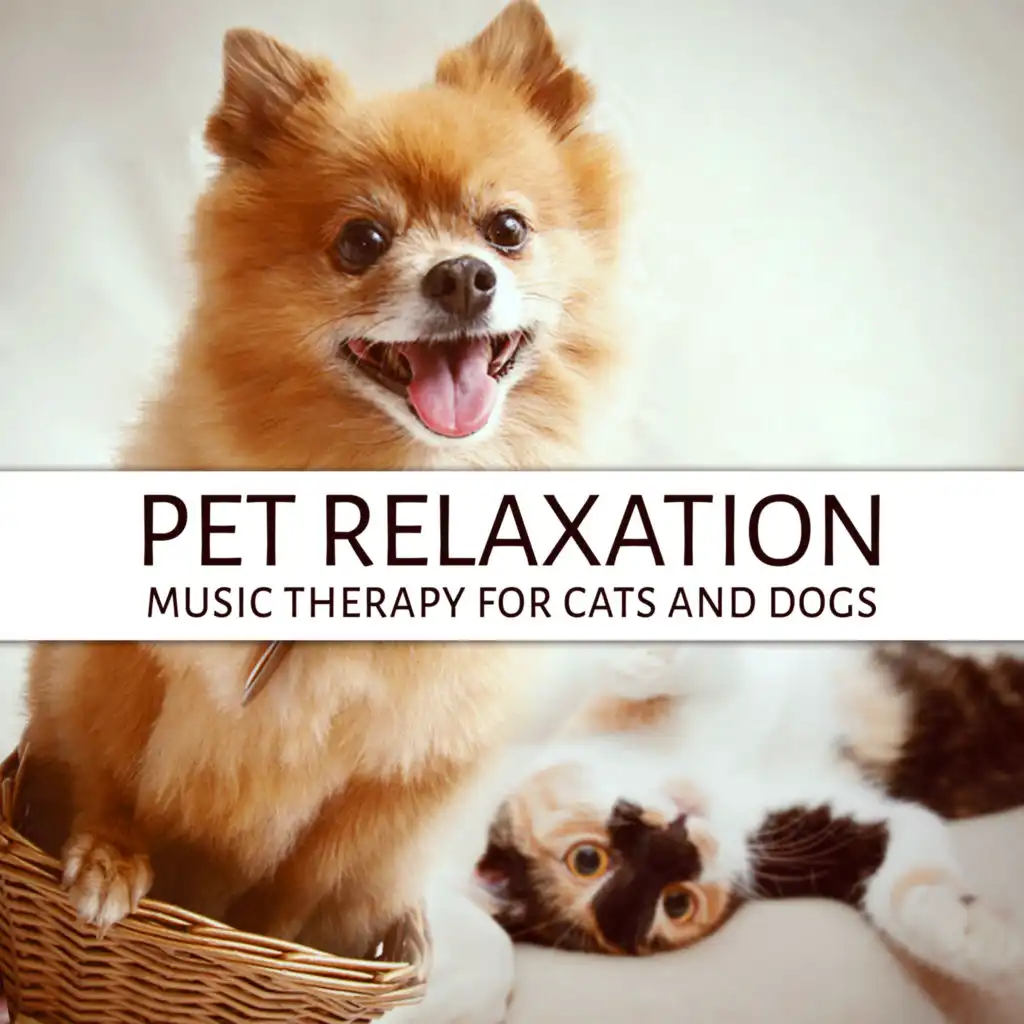 Pet Relaxation - Music Therapy for Cats and Dogs, Soothing Atmospheric Music, Morning Walk, Calm Down Your Animal Companion, Sleep Aids, Stress Relief