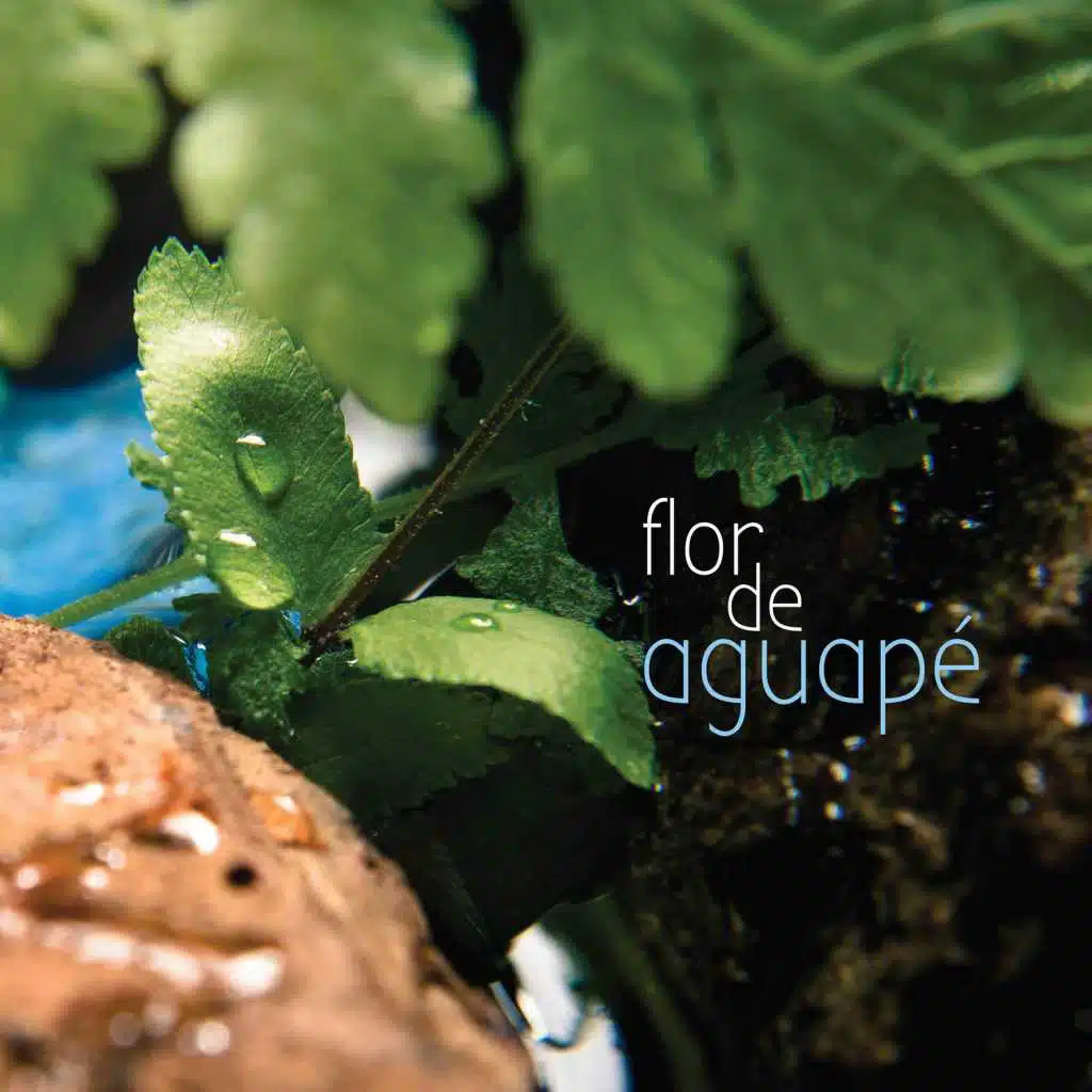 Flor de Aguapé (feat. Jacque Falcheti, Leonardo Freitas, Alexandre Gonçalves Peres & Ricardo Pérez)