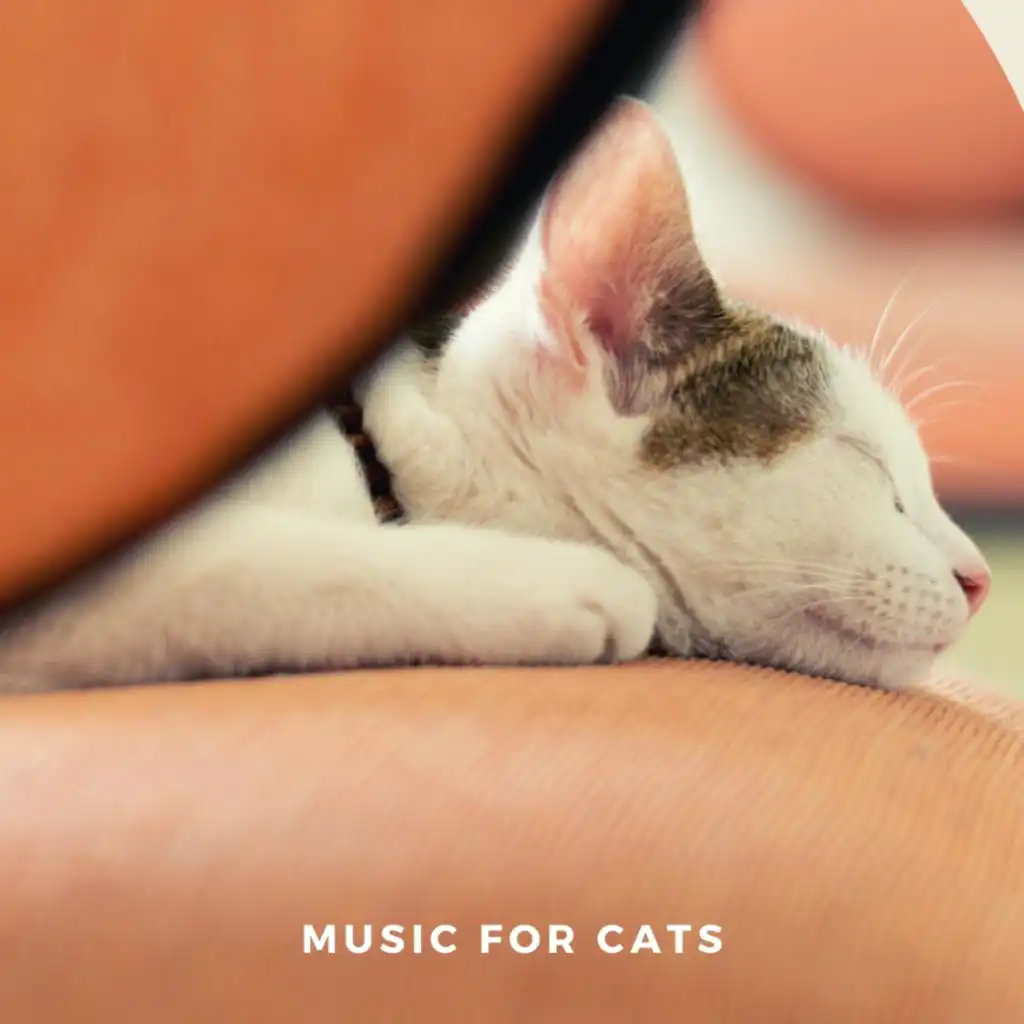 Calm Cat Music