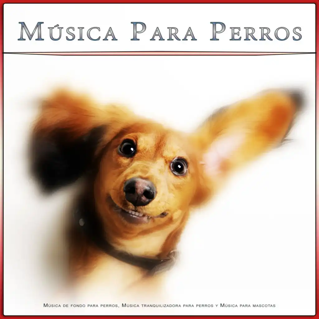 Música Para Perros: Música de fondo para perros, Música tranquilizadora para perros y Música para mascotas