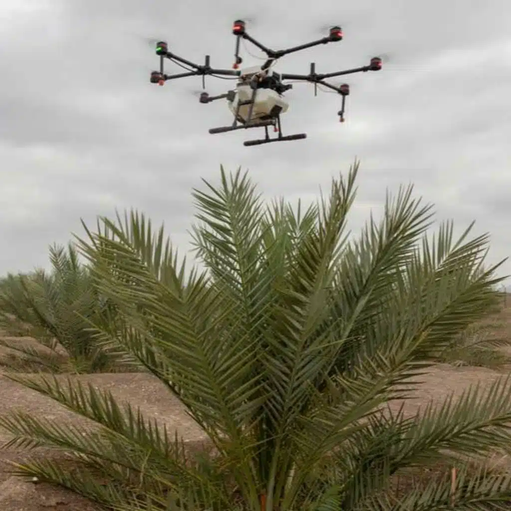 Pollinating Palm Trees Using Drones in the UAE (15.11.21)