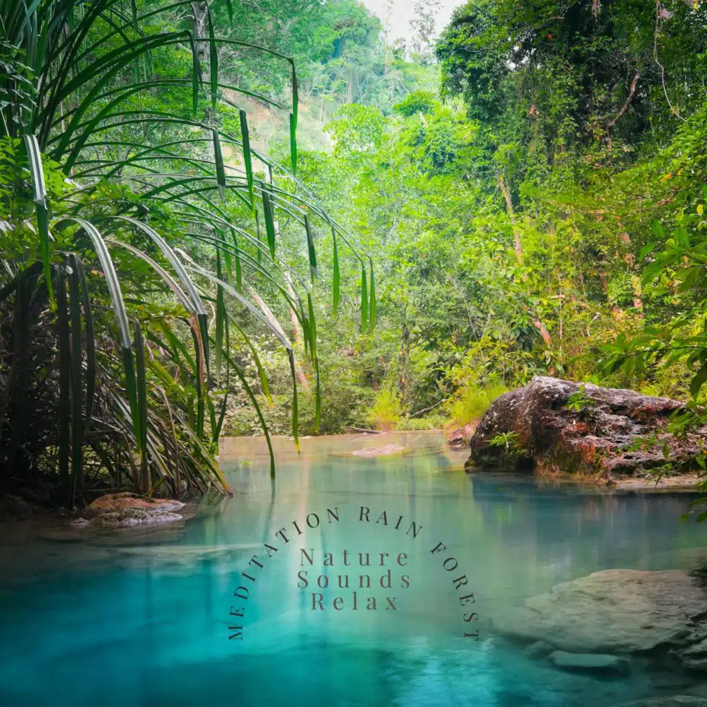 Meditation Rain Forest 4