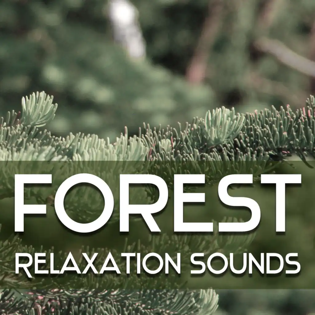 Forest Sounds