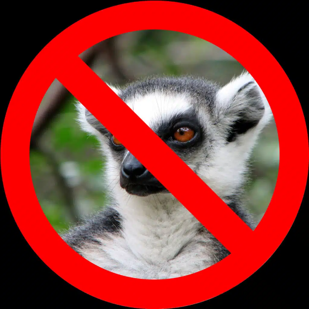 Not a Lemur (feat. Jumps)
