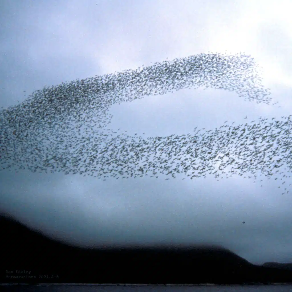 Murmurations 5