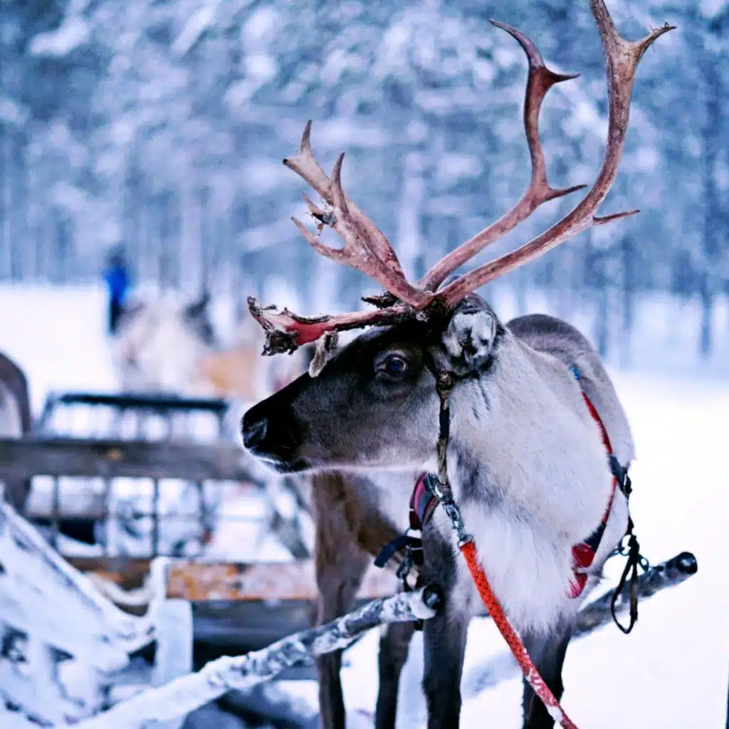 Your Invisible Wings