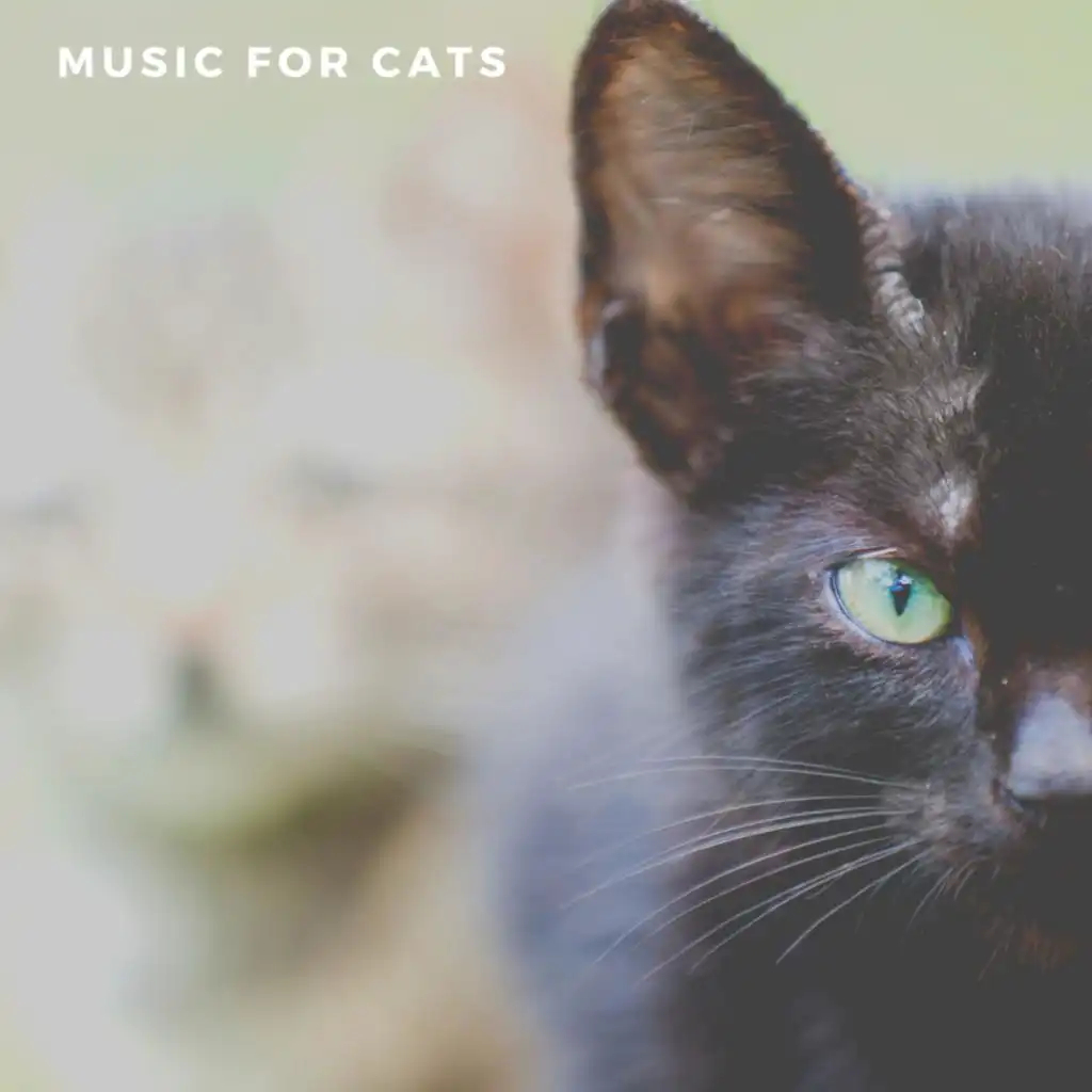 Soft Cat Music