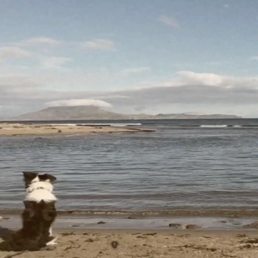 Songbirds (Acoustic Version)