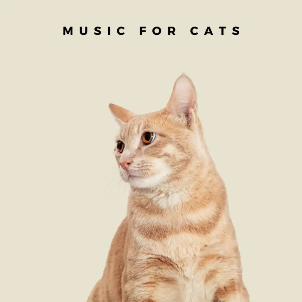 Cat Music