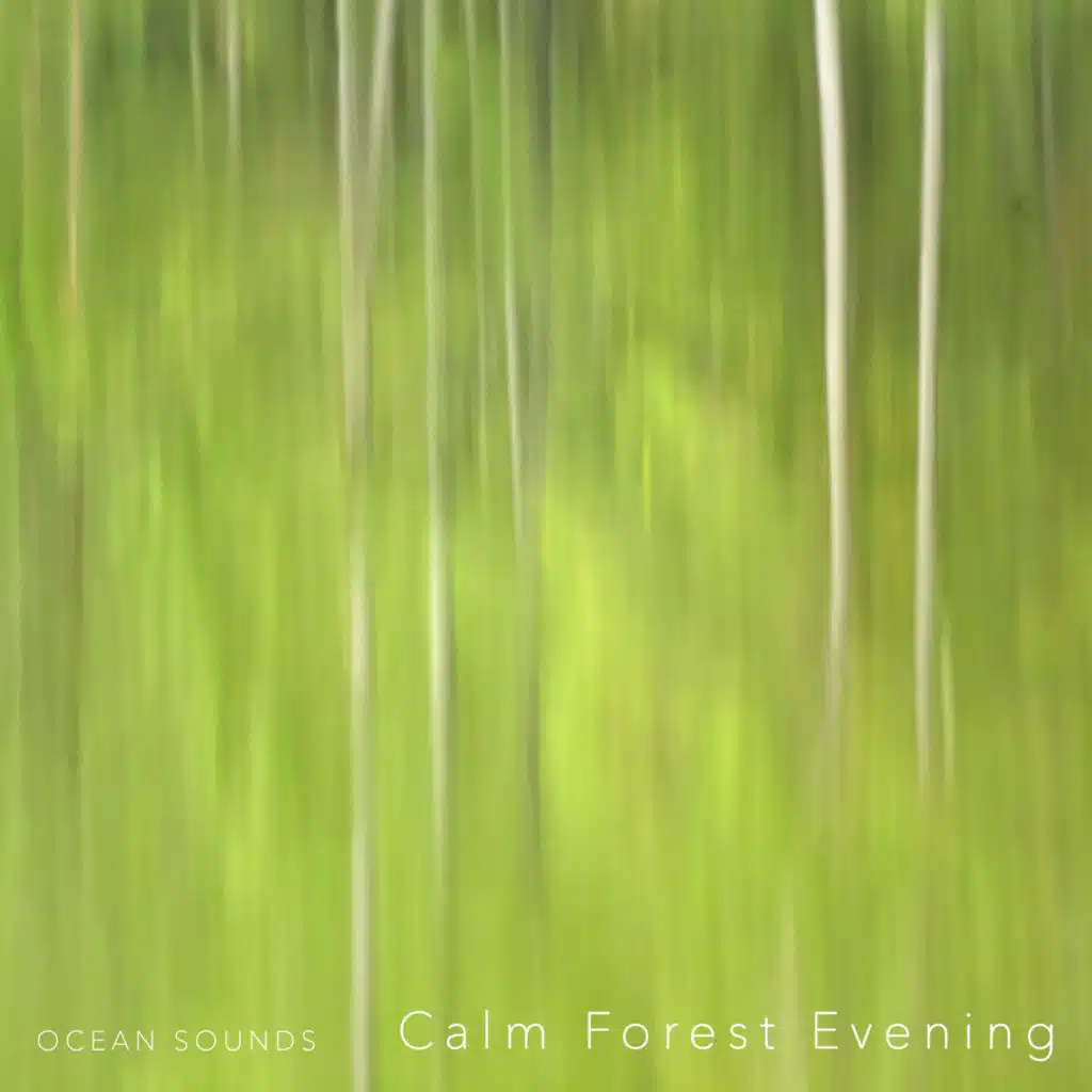 Calm Forest Evening