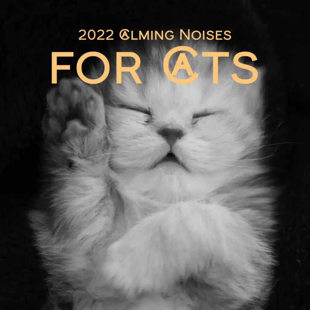 Vibes for Cat Relaxation