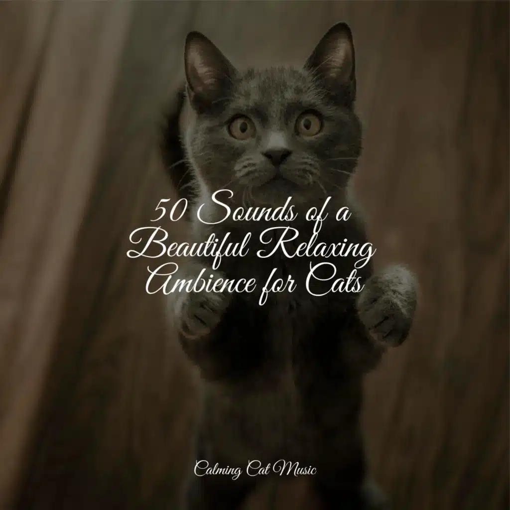 Welness and Mindfulness