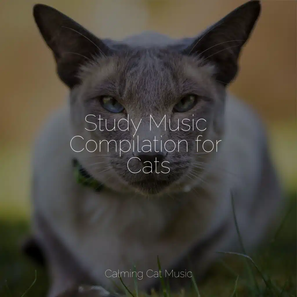 Study Music Compilation for Cats