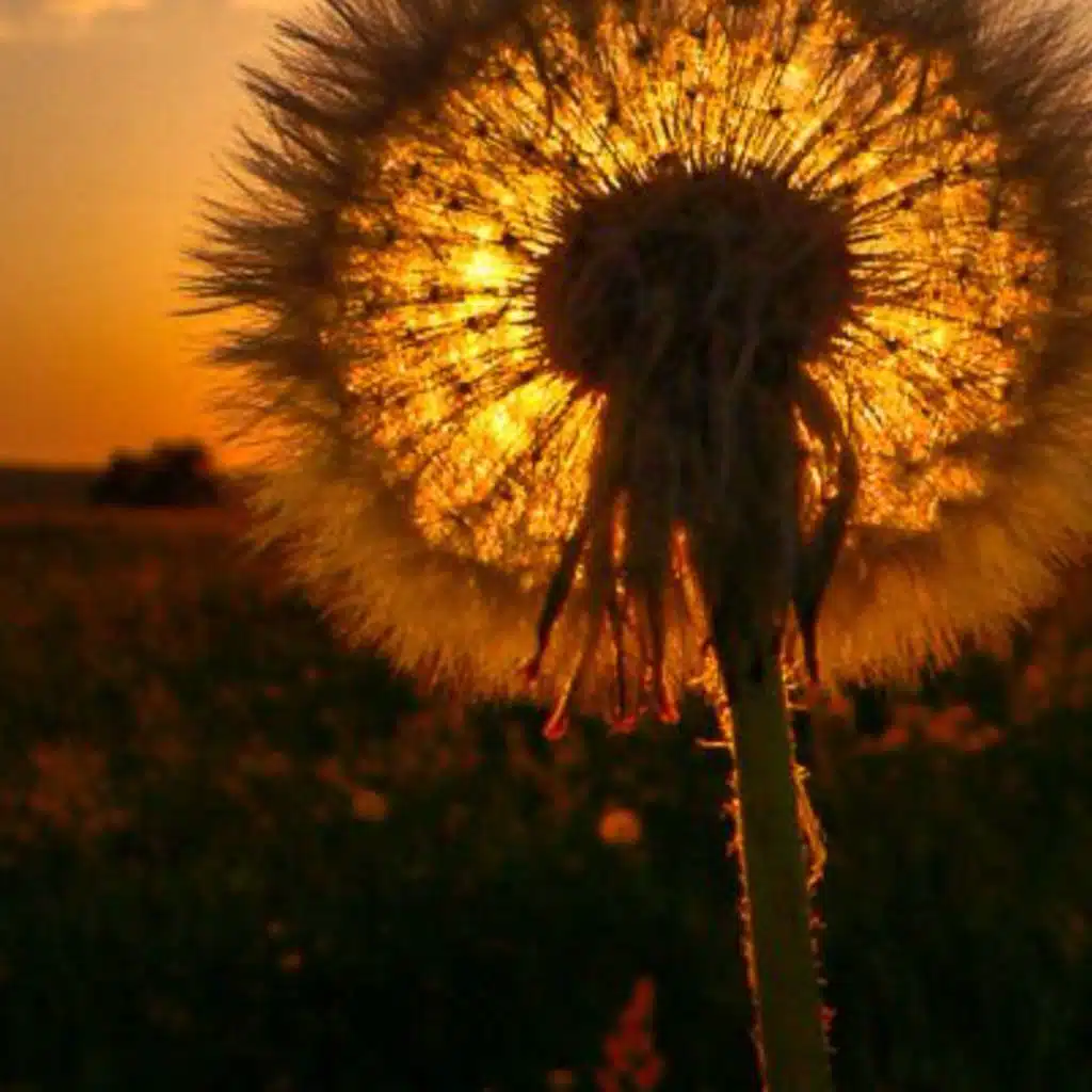 Dandelions (Slowed Remix)