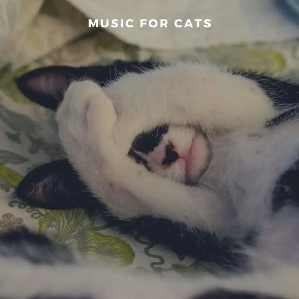 Sleeping Cat Music