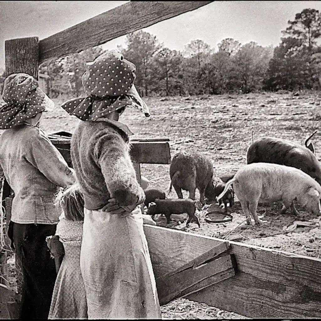 pigWar & Teddy Presberg