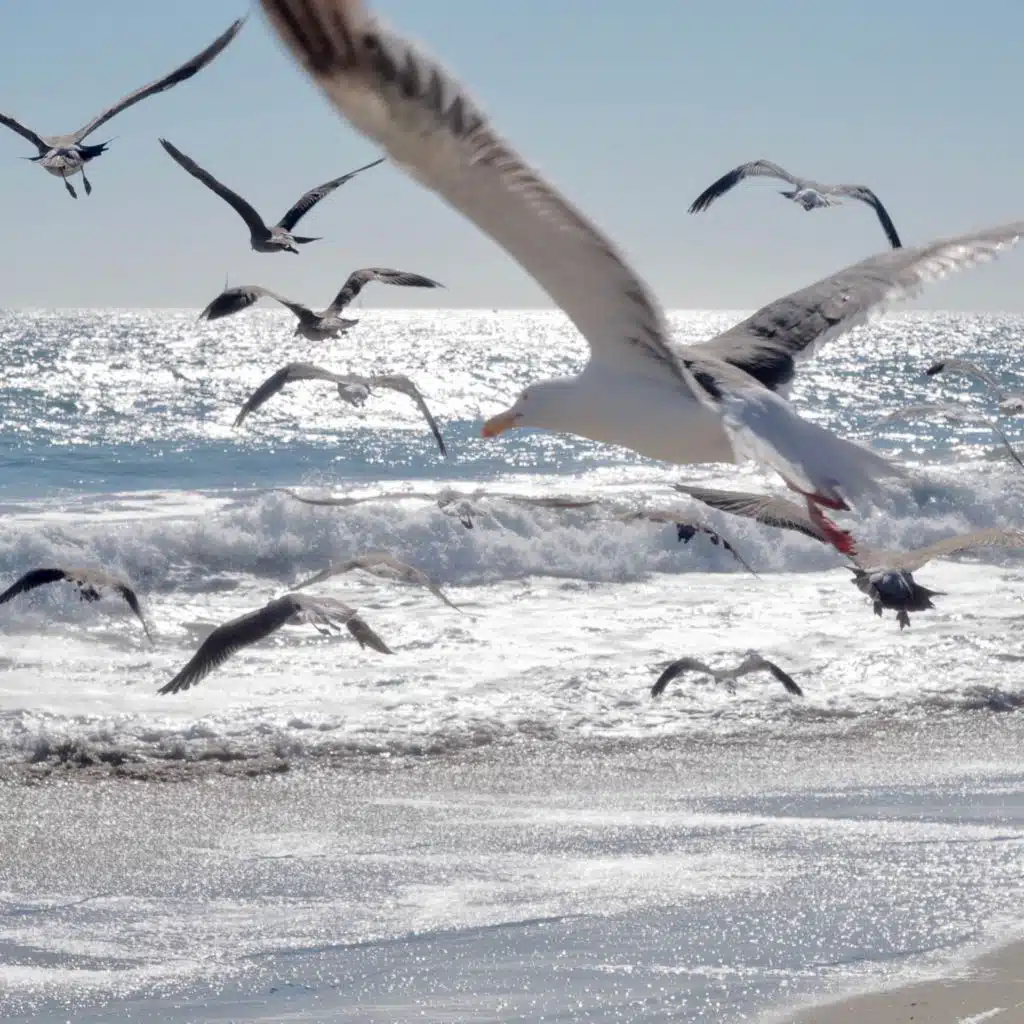 La petite fille de la mer