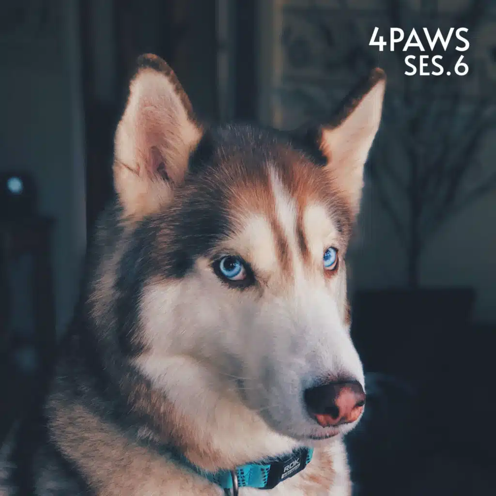 Soothing Music for Dogs