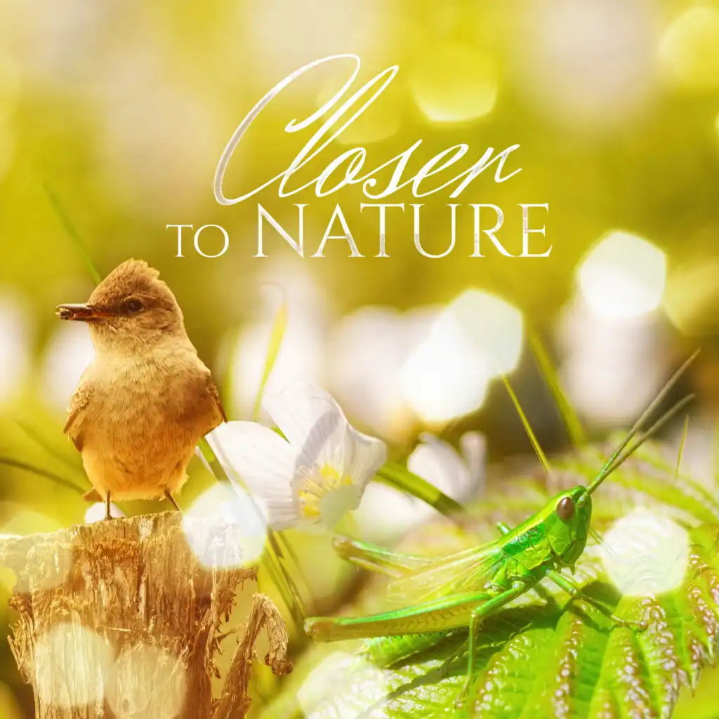 Closer to Nature – Relaxing Sound of Grasshopper & Bird Sounds, Relaxing Ocean Sound & Sea Waves, Singing Birds & Crickets Sound for Massage & Relaxation in Spa & Wellness Center, Natural Sleep Aid with Rain to Calm Down