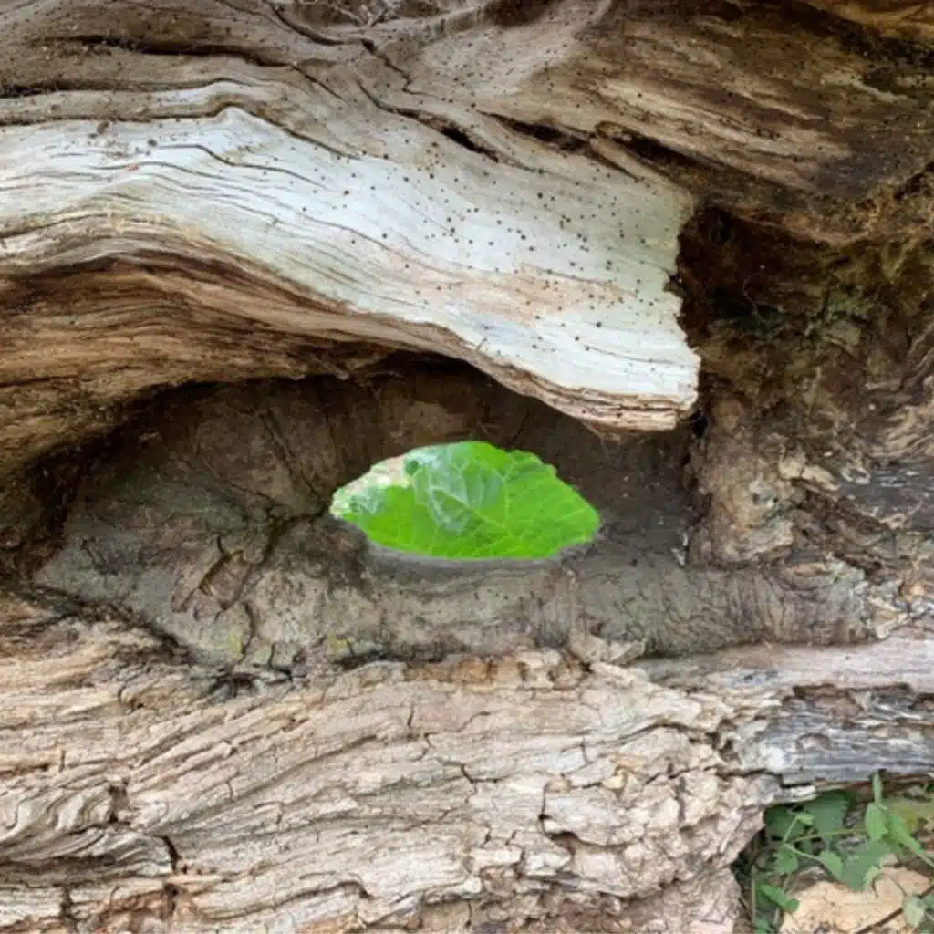 Johnny Flynn & Robert Macfarlane
