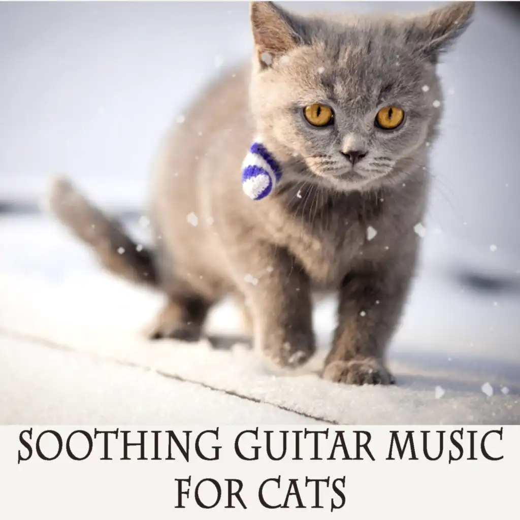 Soothing Guitar Music for Cats