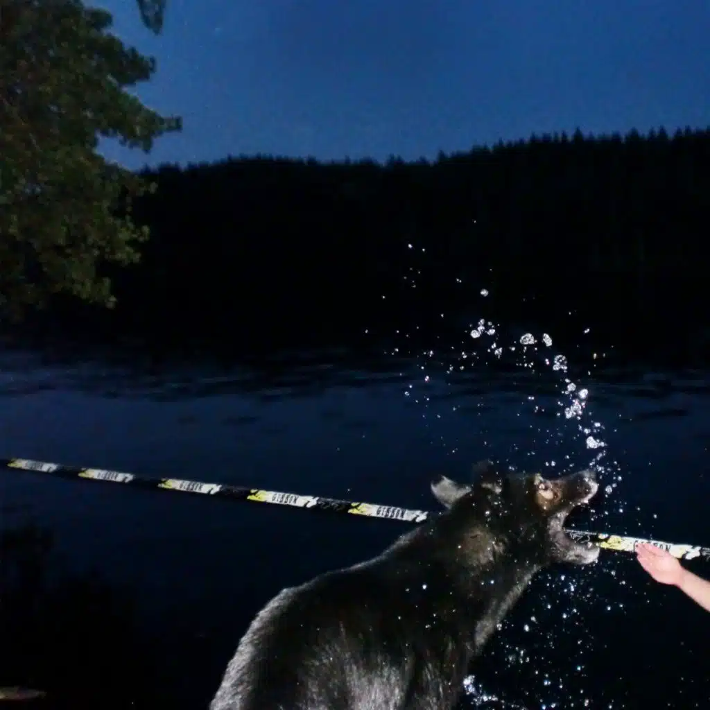 Kun nään koiran (mun sydän sulaa)