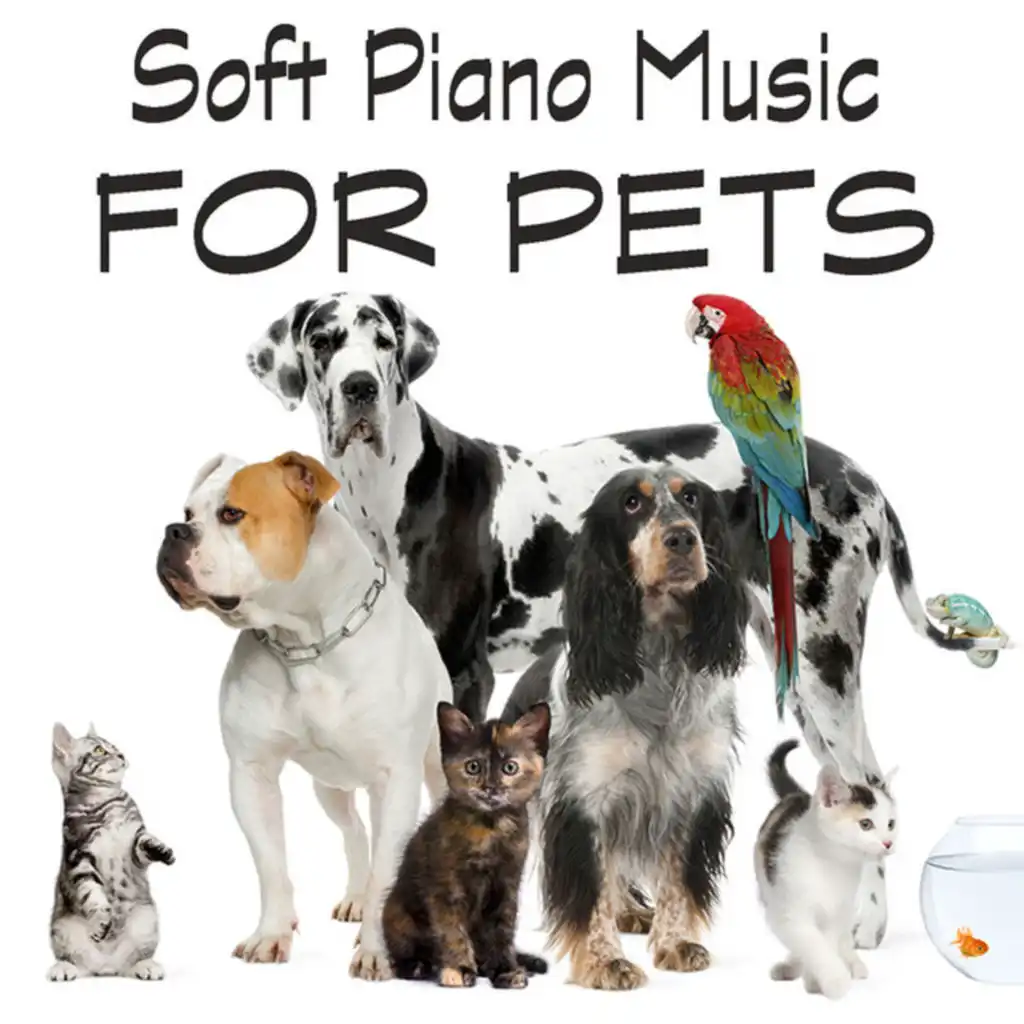 Soft Piano Music for Pets