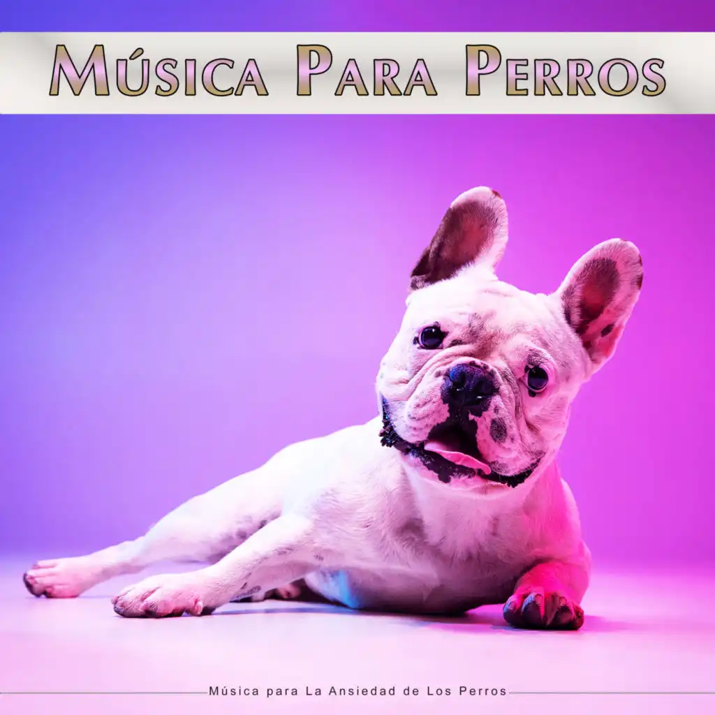 Música Para Dormir A Los Perros, Colectivo De Música Para Perros & Música Relajante Para Perros