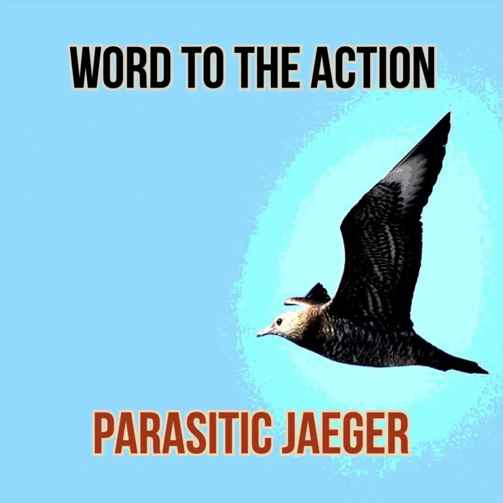 Parasitic Jaeger