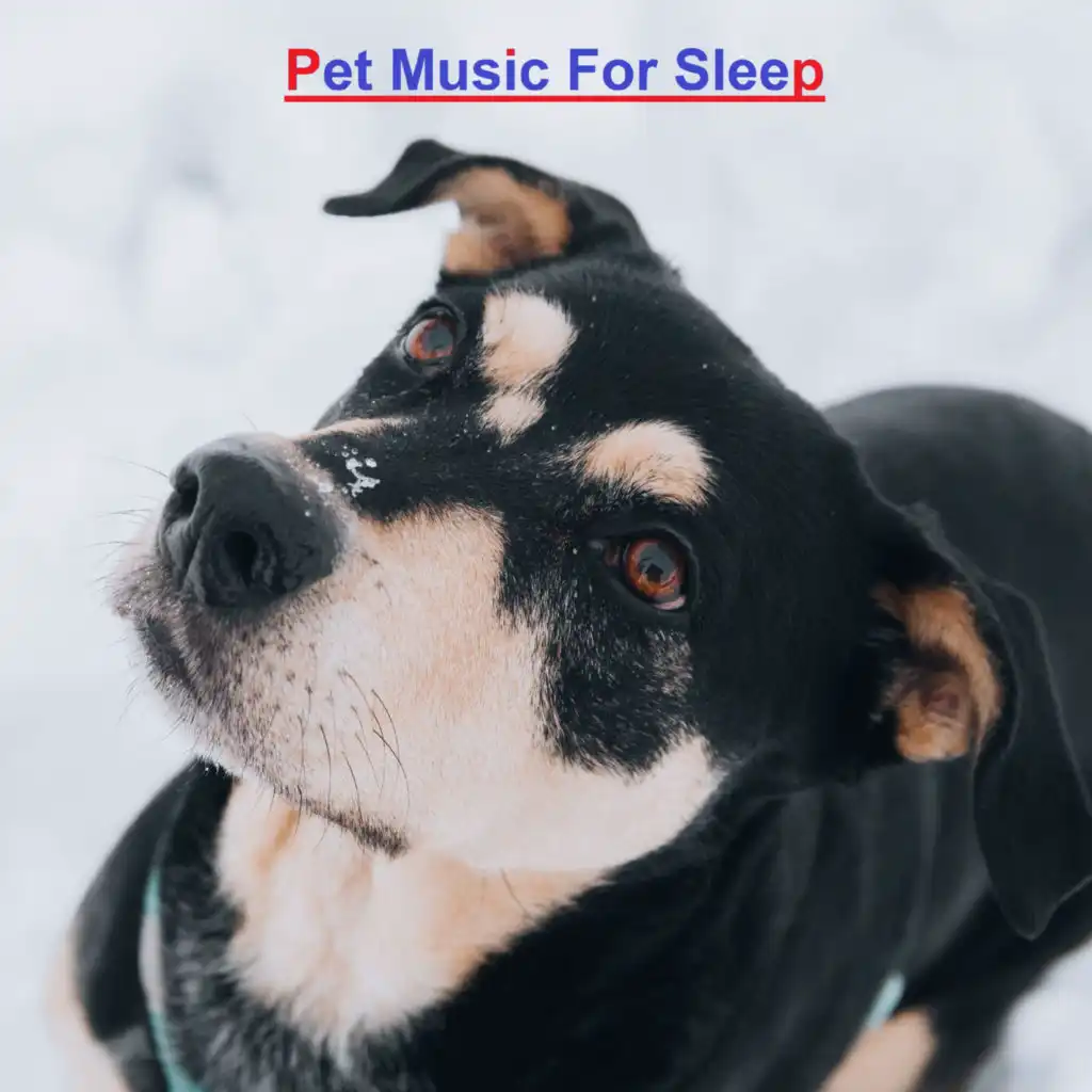 Music for dog's joys