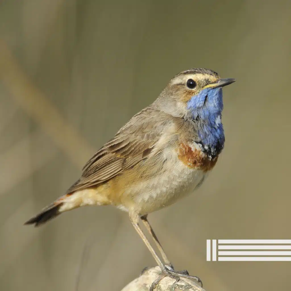 Floresta Dos Pássaros (Loop)