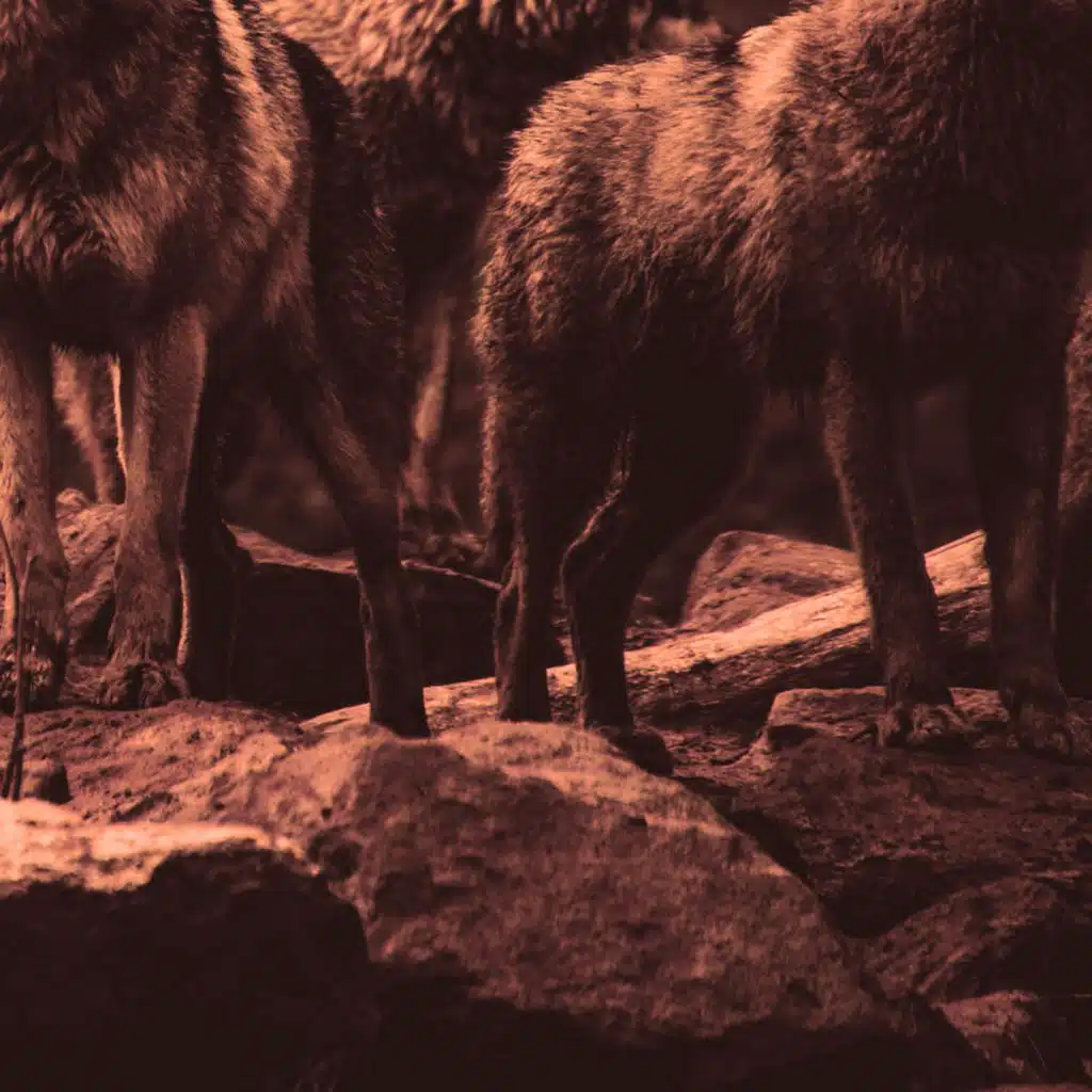 wolves