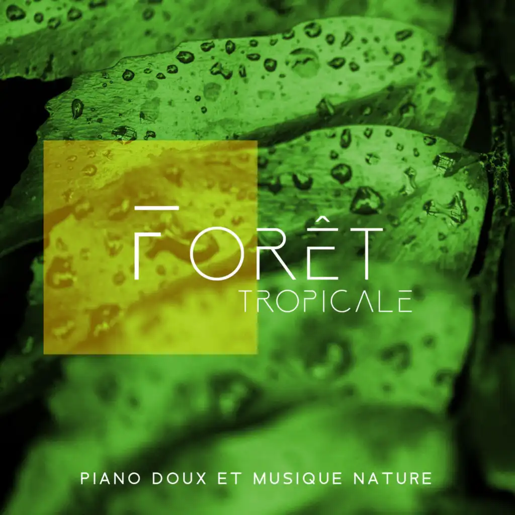 Forêt tropicale: Piano doux et musique nature – Zen musique de relaxation profonde pour détente, Méditation, Spa, Yoga, Bien-être et Sommeil, Dormir bien