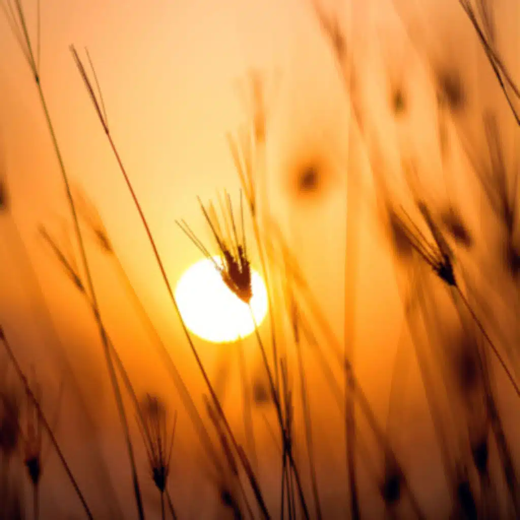 RAINSTORM & CRICKETS | Relaxing Sleep Sounds That Helps You Sleep Better